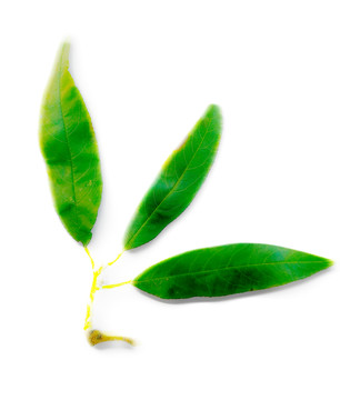 綠葉 國(guó)畫(huà)水墨