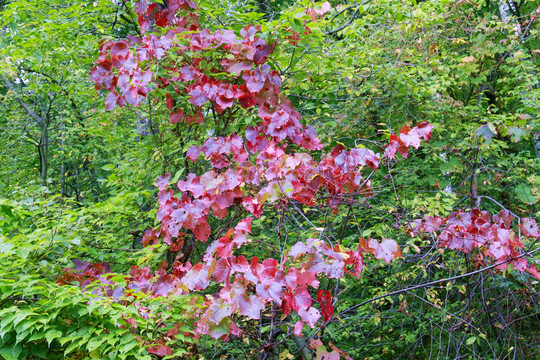 紅葉