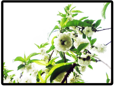 白色桃花