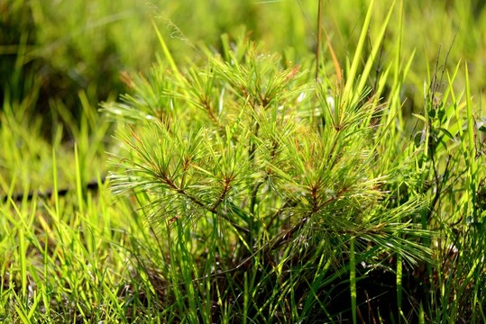 陽(yáng)光下的小草