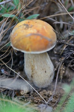 牛肝菌
