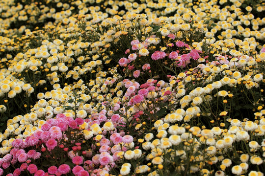 惠州菊花基地