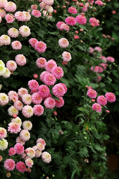 惠州花圃菊花盛開