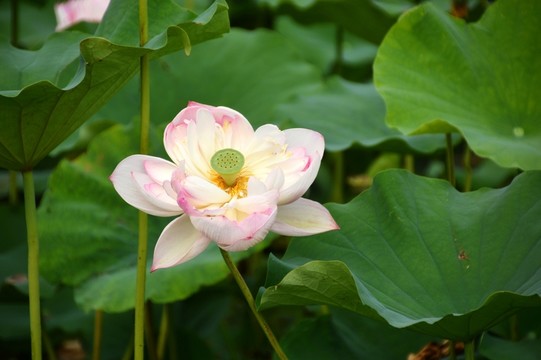 荷花