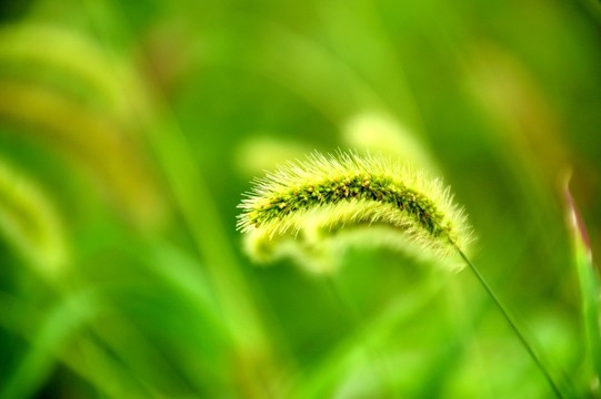狗尾巴草