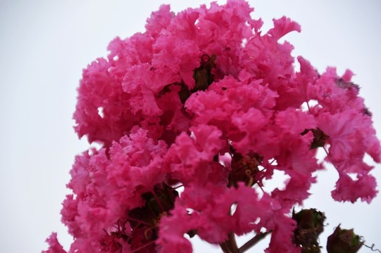 紅花