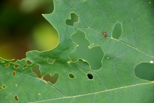 殘葉