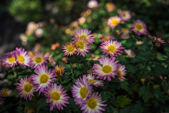 雛菊