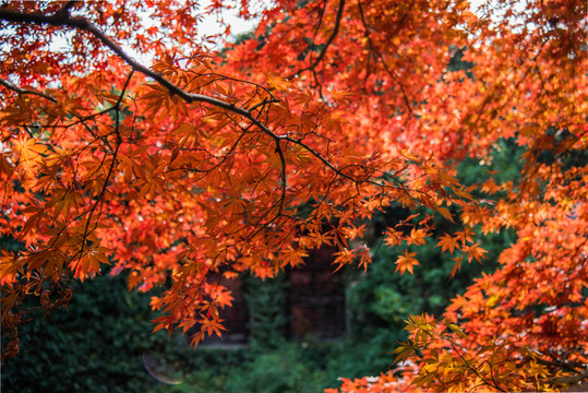 紅楓