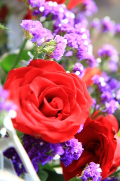 玫瑰花 花