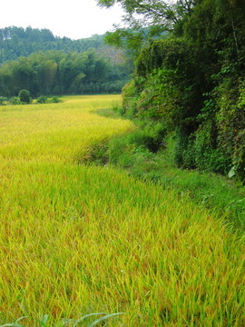 田園