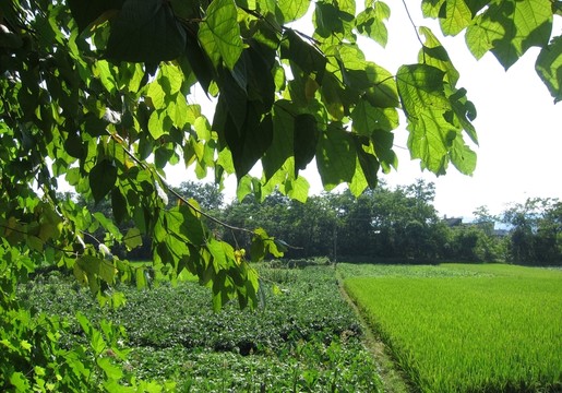 田園
