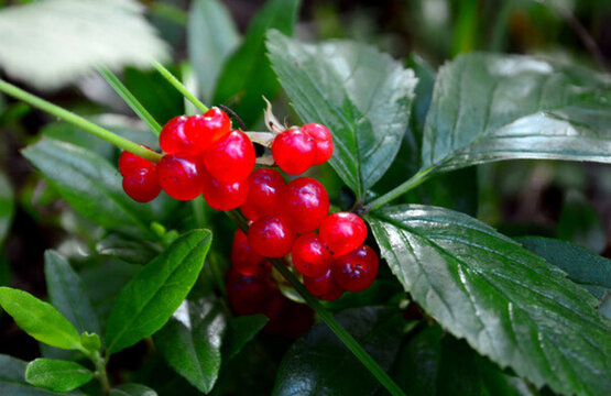 紅豆