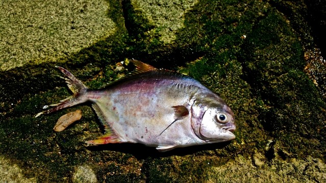 死魚