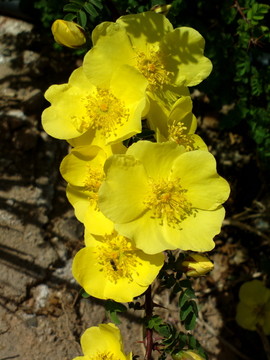 黃花