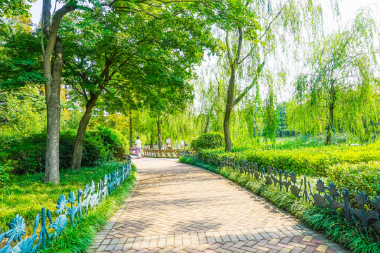 公園樹林小路