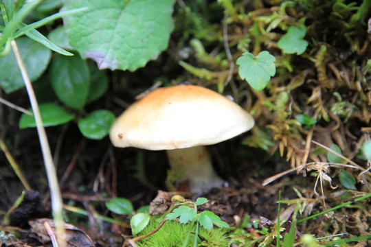 野蘑菇
