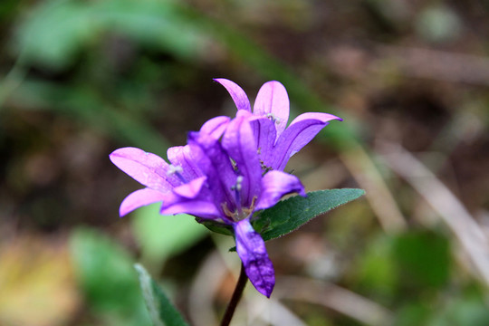 紫色野花