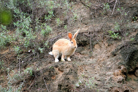 兔子 山兔 小兔子 動物
