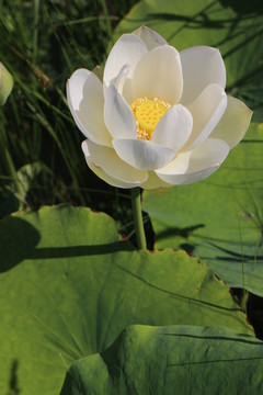 白蓮花
