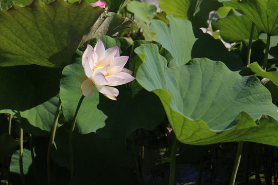 出水芙蓉