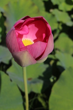 出水芙蓉