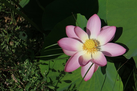 出水芙蓉