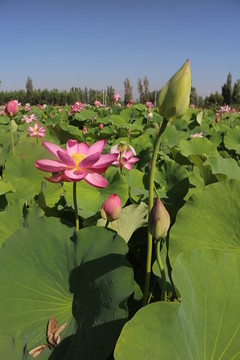 粉色蓮花