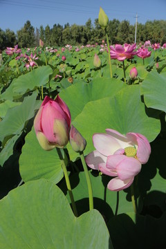 粉色蓮花