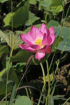 粉色蓮花
