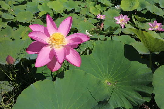 蓮花 盛開