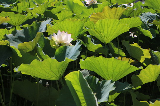 荷花盛開