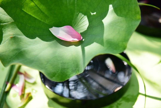 香道
