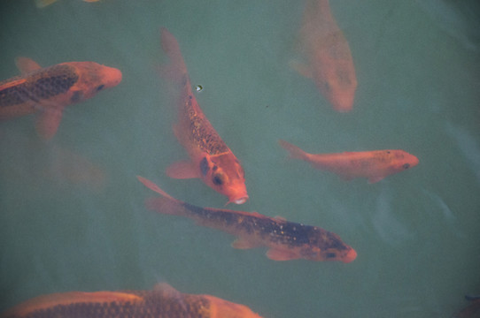 金魚(yú)