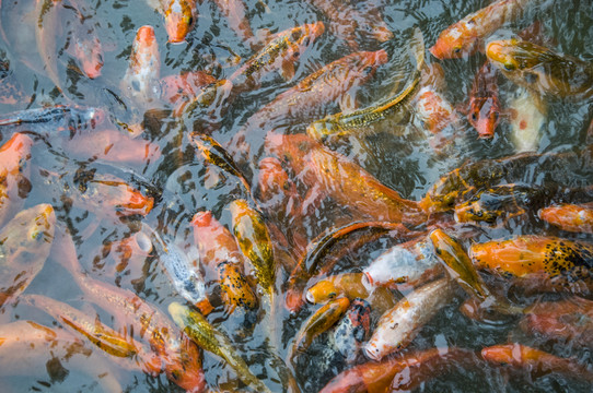 搶食的魚