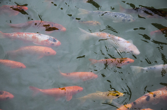 金魚群