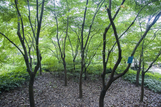 樹林