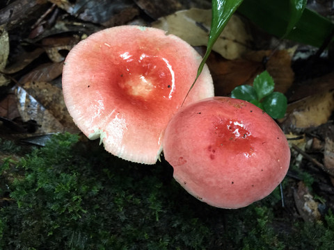 野生紅菇