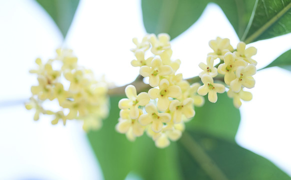 盛開的桂花