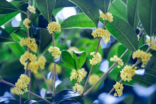掛滿枝頭桂花
