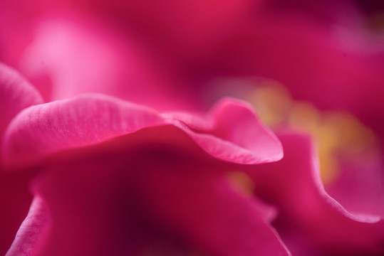 茶花特寫