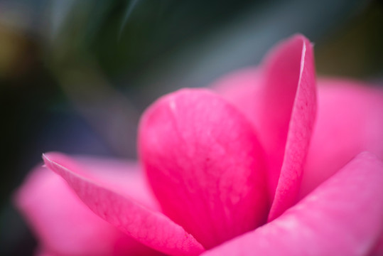 茶花特寫