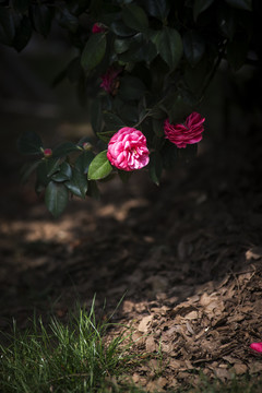 茶花
