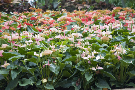 粉掌植物園