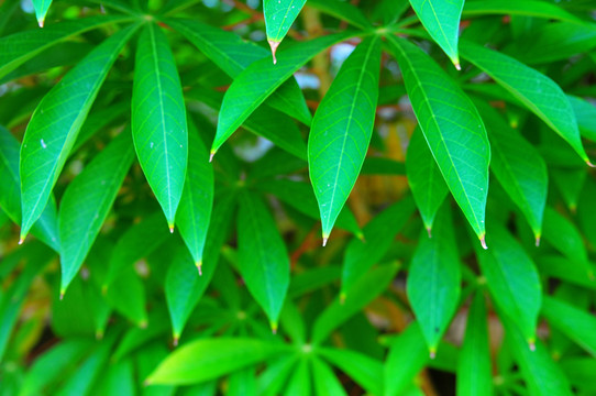 木薯 雜糧 農(nóng)作物 木薯葉