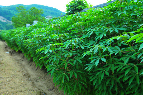 木薯 雜糧 農(nóng)作物 木薯葉