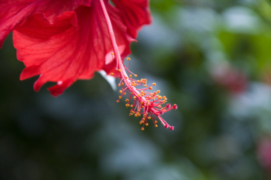紅色的花