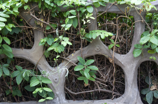 植物圍欄