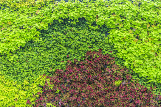 植物墻