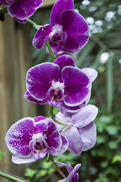 紫色蘭花
